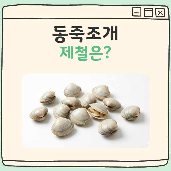 동죽조개 제철 대표 이미지